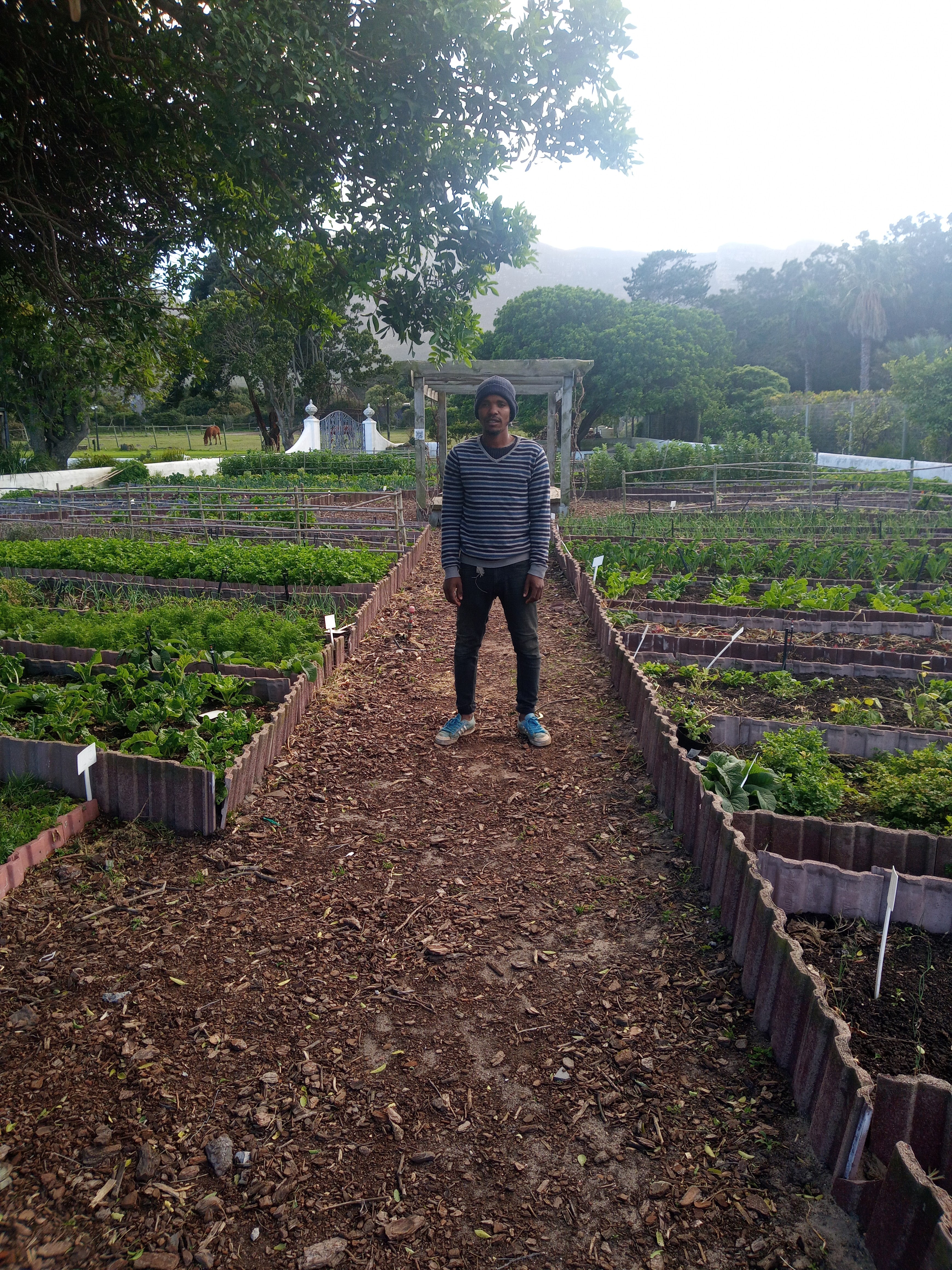 Organic Cape Town landscaping and permaculture kitchen garden at first light