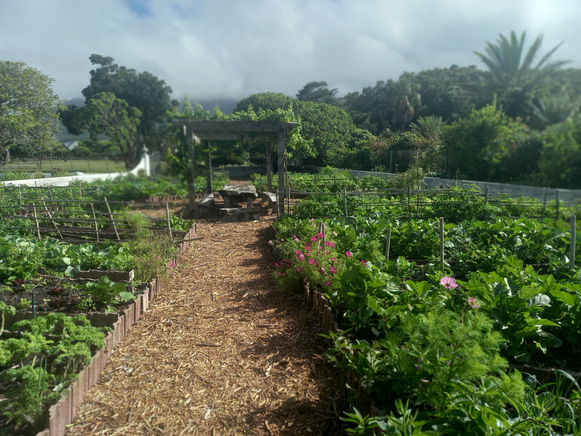 Grapevine pergola and garden path through WeGrowOrganic's Cape Town garden